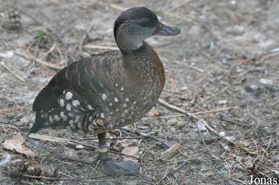 Weltvogelpark Walsrode