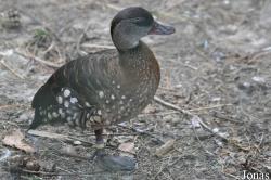 Weltvogelpark Walsrode