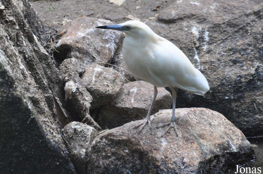 Weltvogelpark Walsrode
