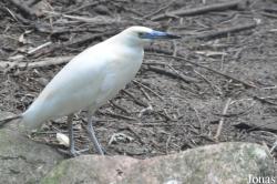 Weltvogelpark Walsrode