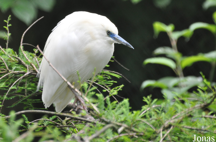 Weltvogelpark Walsrode