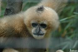 Shanghai Zoo