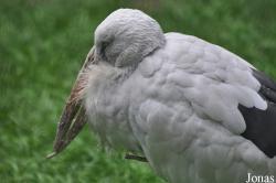 Weltvogelpark Walsrode