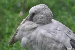 Weltvogelpark Walsrode