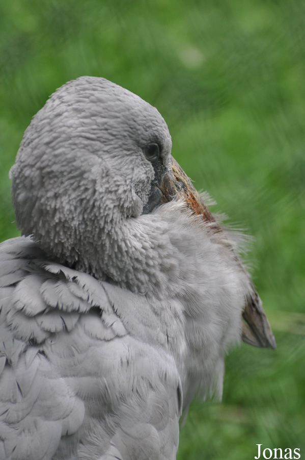 Weltvogelpark Walsrode
