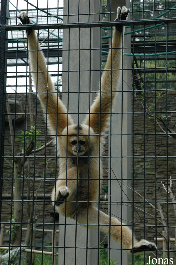 Shanghai Zoo