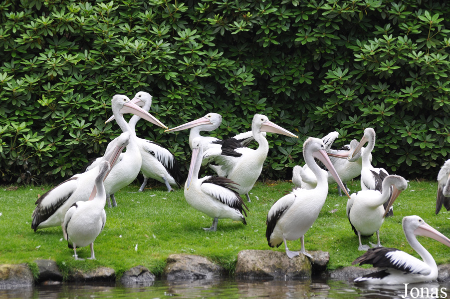 Weltvogelpark Walsrode