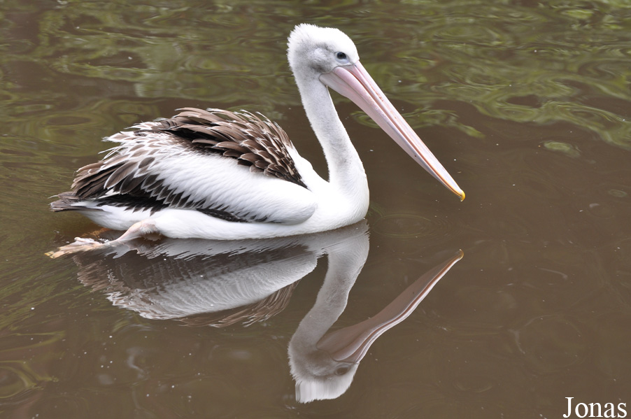 Weltvogelpark Walsrode