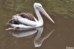 Weltvogelpark Walsrode