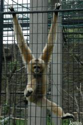 Shanghai Zoo