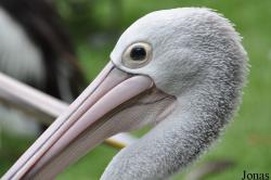 Weltvogelpark Walsrode