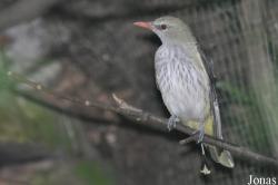 Weltvogelpark Walsrode