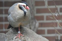 Weltvogelpark Walsrode