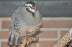 Weltvogelpark Walsrode