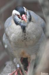 Weltvogelpark Walsrode