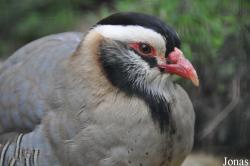 Weltvogelpark Walsrode