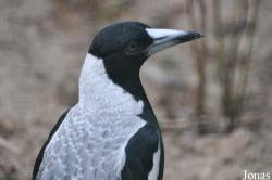 Weltvogelpark Walsrode
