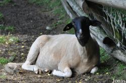 Mouton Rhönschaf