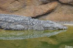 La Ferme aux Crocodiles