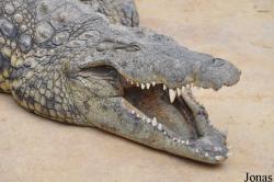 La Ferme aux Crocodiles