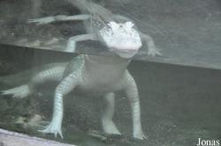 La Ferme aux Crocodiles