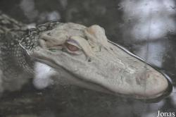 La Ferme aux Crocodiles