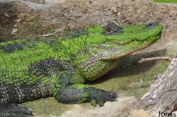 La Ferme aux Crocodiles