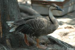Shanghai Zoo