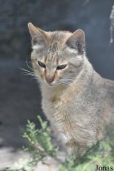 Felis silvestris
