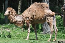 Camelus bactrianus x dromedarius