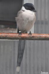 Vogelpark Moosbad Altdorf
