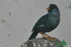 Pterorhinus mitratus