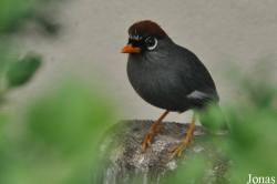 Vogelpark Moosbad Altdorf