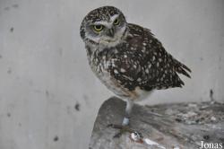 Vogelpark Moosbad Altdorf