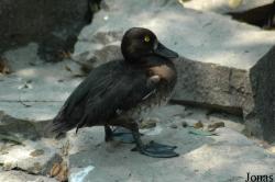 Shanghai Zoo