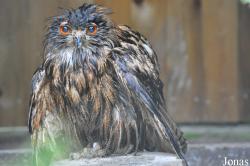 Vogelpark Niendorf