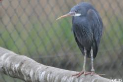Vogelpark Niendorf