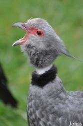 Vogelpark Niendorf