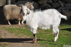 Wildpark Schwentinental
