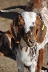 Wildpark Schwentinental