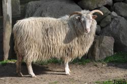 Mouton Weiße gehörnte Heidschnucke