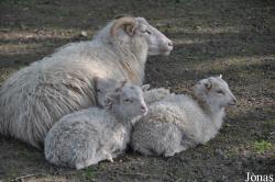 Wildpark Schwentinental