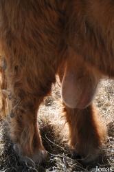 Wildpark Schwentinental