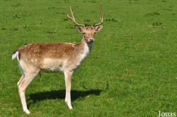 Tiergehege Suchsdorf