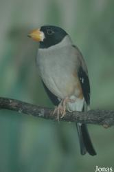 Shanghai Zoo