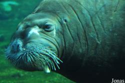 Tierpark Hagenbeck