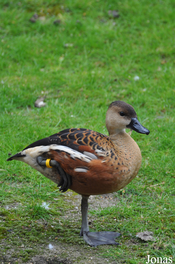 Tierpark Hagenbeck