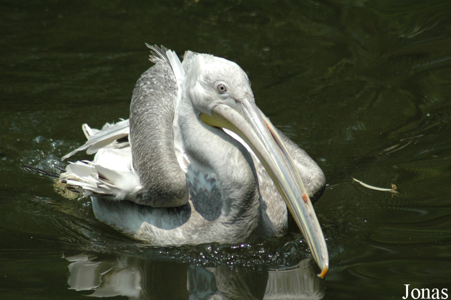 Shanghai Zoo