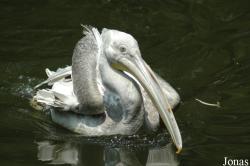 Shanghai Zoo