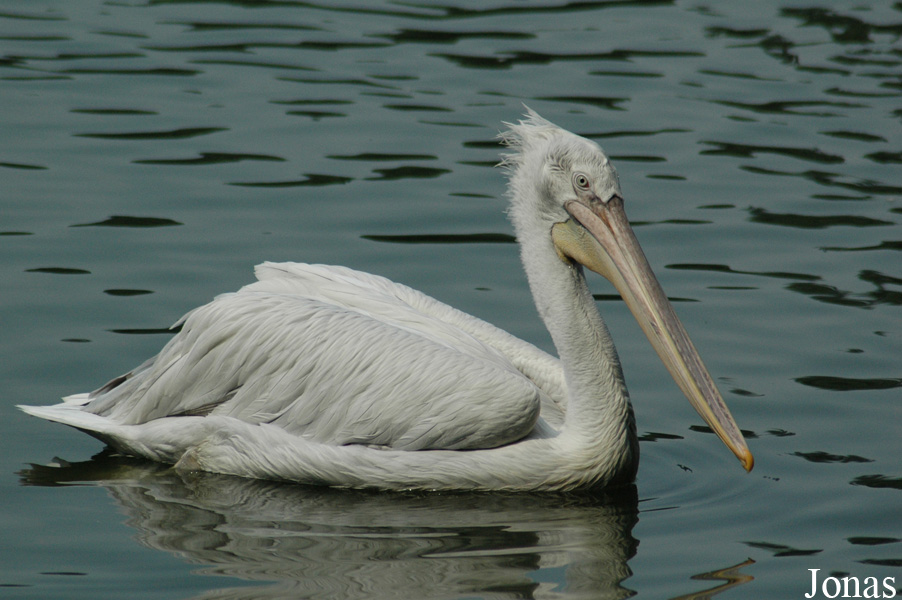 Shanghai Zoo